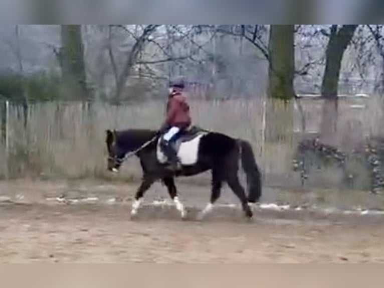 Weitere Ponys/Kleinpferde Stute 10 Jahre 130 cm Rappe in Pelmberg