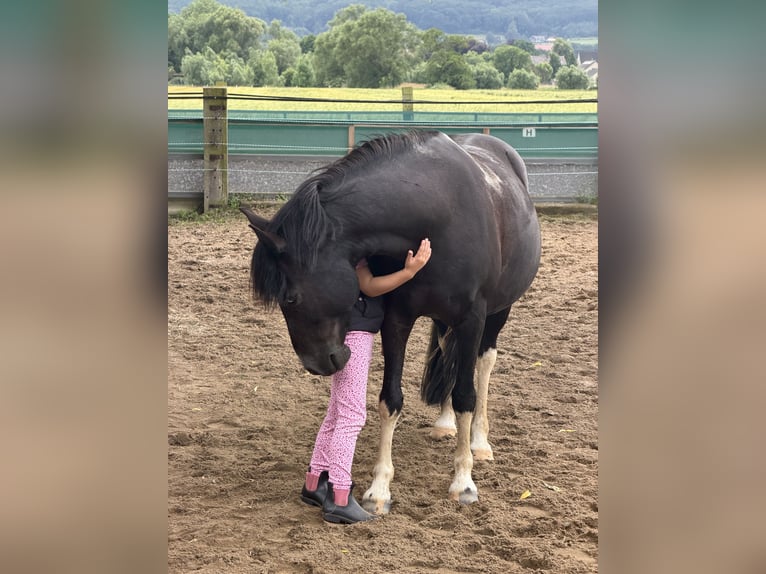 Weitere Ponys/Kleinpferde Stute 10 Jahre 130 cm Schecke in Minden