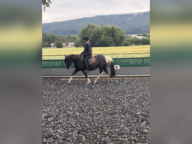 Weitere Ponys/Kleinpferde Stute 10 Jahre 130 cm Schecke in Minden