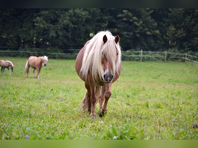 Weitere Ponys/Kleinpferde Mix Stute 10 Jahre 135 cm Fuchs in St. Koloman