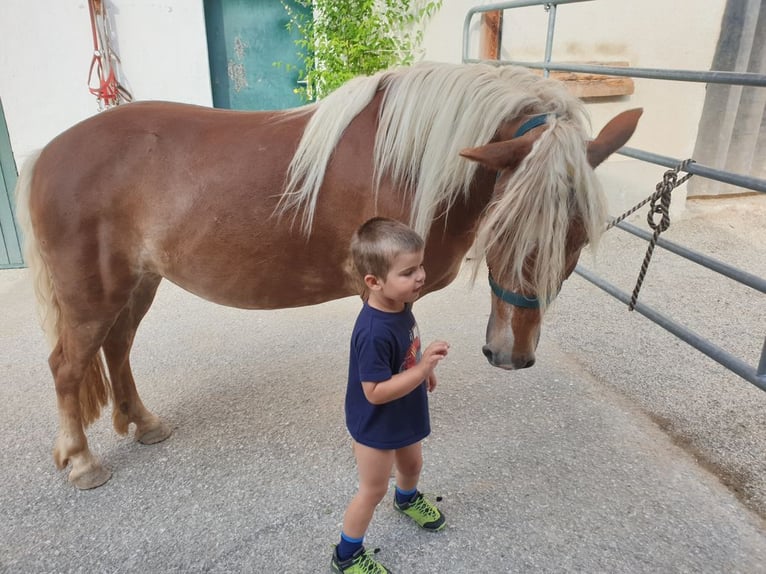 Weitere Ponys/Kleinpferde Mix Stute 10 Jahre 135 cm Fuchs in St. Koloman