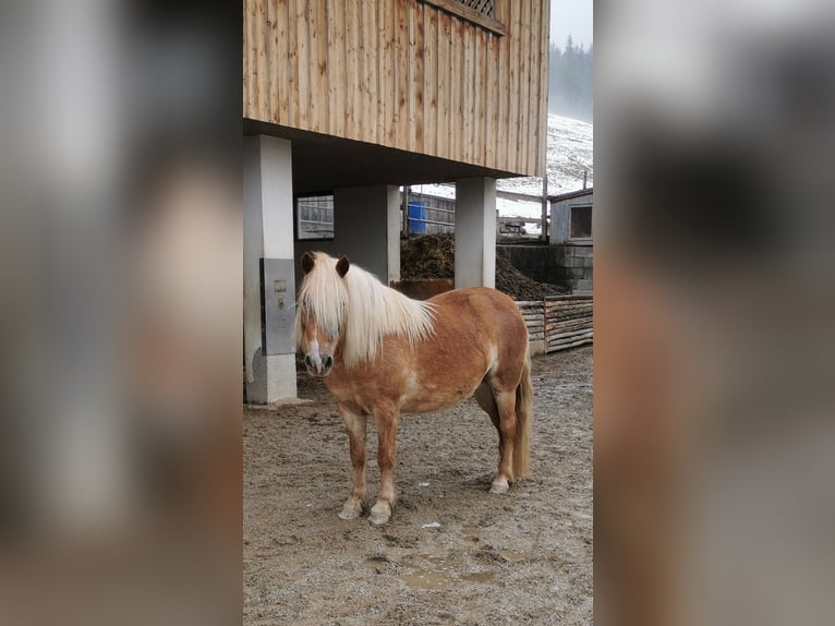 Weitere Ponys/Kleinpferde Mix Stute 10 Jahre 135 cm Fuchs in St. Koloman