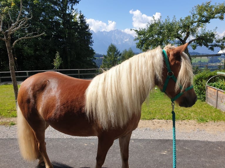 Weitere Ponys/Kleinpferde Mix Stute 10 Jahre 135 cm Fuchs in St. Koloman