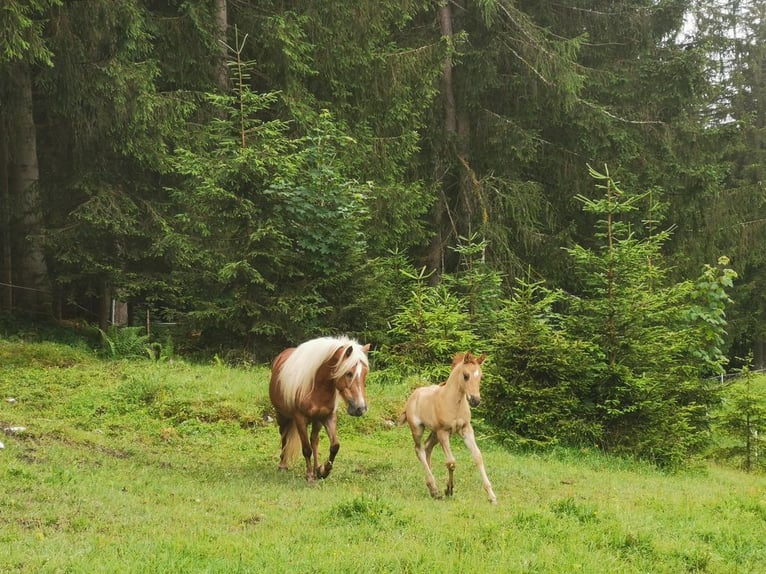 Weitere Ponys/Kleinpferde Mix Stute 10 Jahre 135 cm Fuchs in St. Koloman