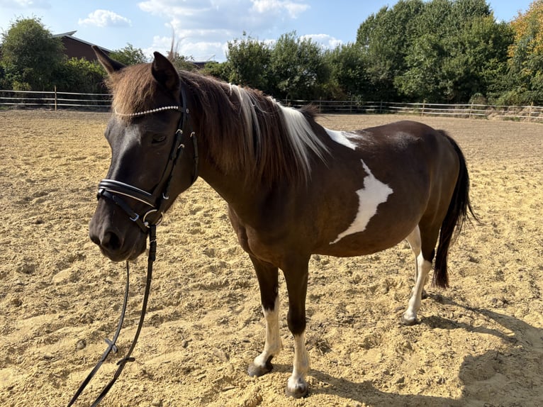 Weitere Ponys/Kleinpferde Stute 10 Jahre 136 cm Schecke in Schermbeck
