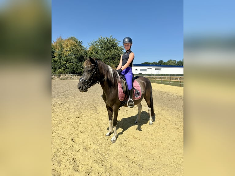 Weitere Ponys/Kleinpferde Stute 10 Jahre 136 cm Schecke in Schermbeck