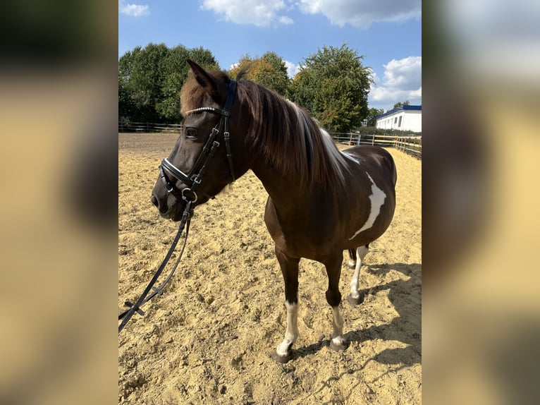 Weitere Ponys/Kleinpferde Stute 10 Jahre 136 cm Schecke in Schermbeck