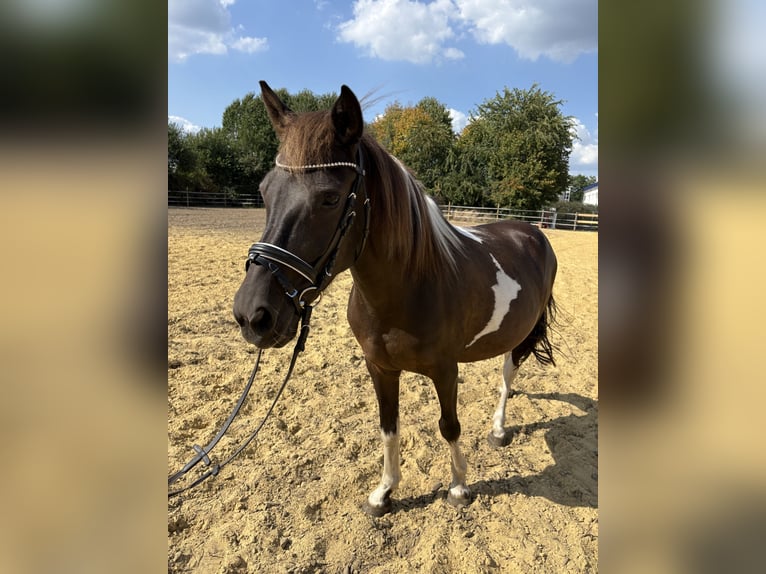 Weitere Ponys/Kleinpferde Stute 10 Jahre 136 cm Schecke in Schermbeck
