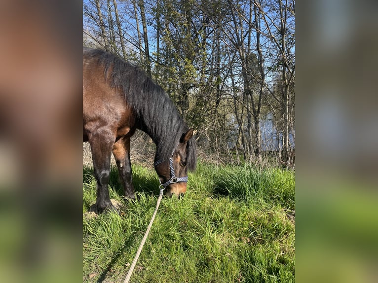 Weitere Ponys/Kleinpferde Mix Stute 10 Jahre 137 cm Dunkelbrauner in Werther