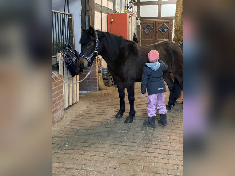 Weitere Ponys/Kleinpferde Mix Stute 10 Jahre 137 cm Dunkelbrauner in Werther