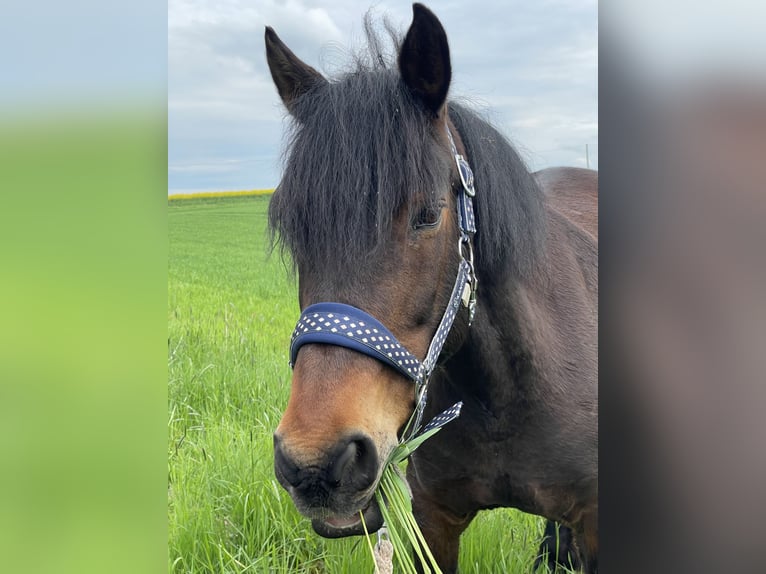 Weitere Ponys/Kleinpferde Mix Stute 10 Jahre 137 cm Dunkelbrauner in Werther
