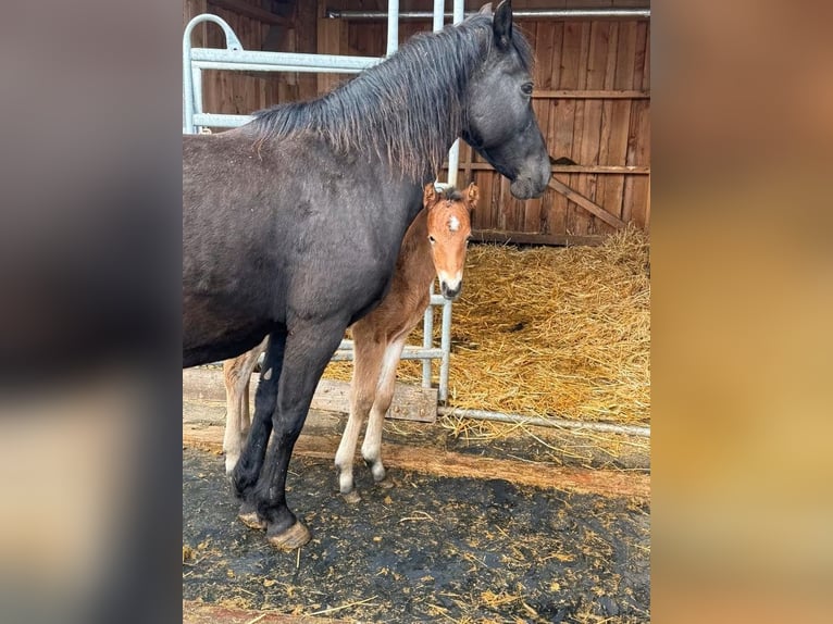 Weitere Ponys/Kleinpferde Stute 10 Jahre 144 cm Rappe in Daleiden