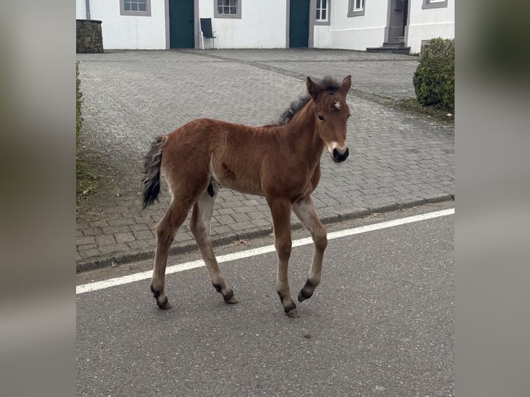 Weitere Ponys/Kleinpferde Stute 10 Jahre 144 cm Rappe in Daleiden