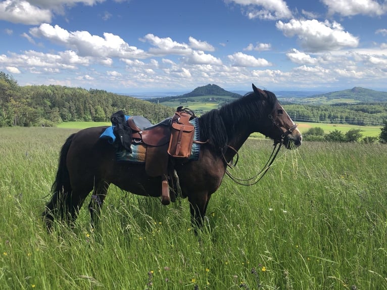 Weitere Ponys/Kleinpferde Stute 10 Jahre 145 cm Brauner in Gailingen am Hochrhein