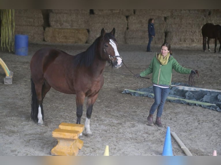 Weitere Ponys/Kleinpferde Stute 10 Jahre 145 cm Brauner in Gailingen am Hochrhein