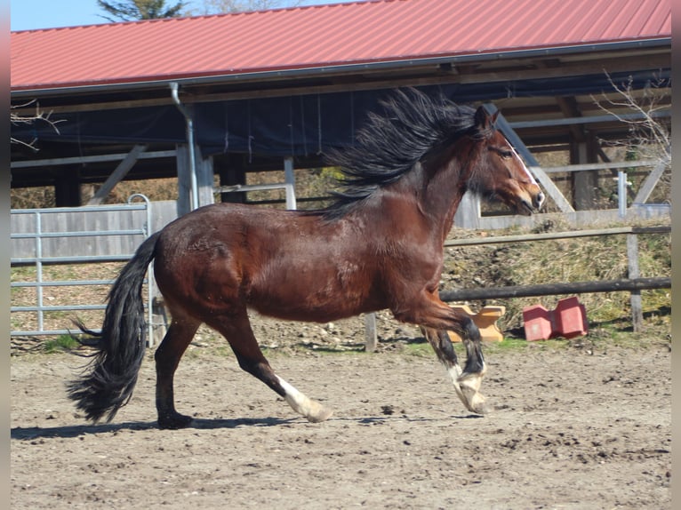 Weitere Ponys/Kleinpferde Stute 10 Jahre 145 cm Brauner in Gailingen am Hochrhein