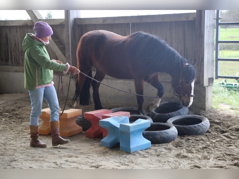 Weitere Ponys/Kleinpferde Stute 10 Jahre 145 cm Brauner in Gailingen am Hochrhein