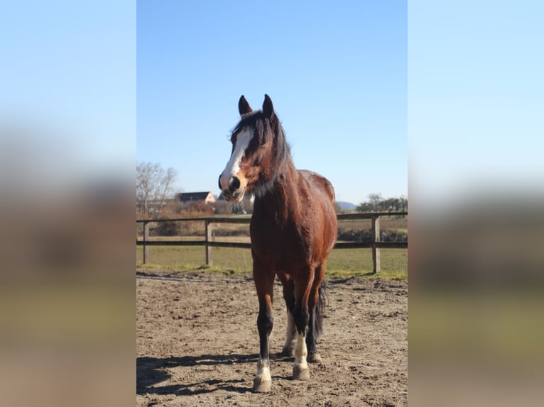 Weitere Ponys/Kleinpferde Stute 10 Jahre 145 cm Brauner in Gailingen am Hochrhein