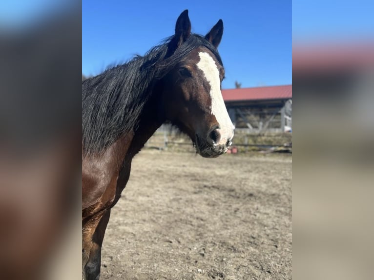 Weitere Ponys/Kleinpferde Stute 10 Jahre 145 cm Brauner in Gailingen am Hochrhein