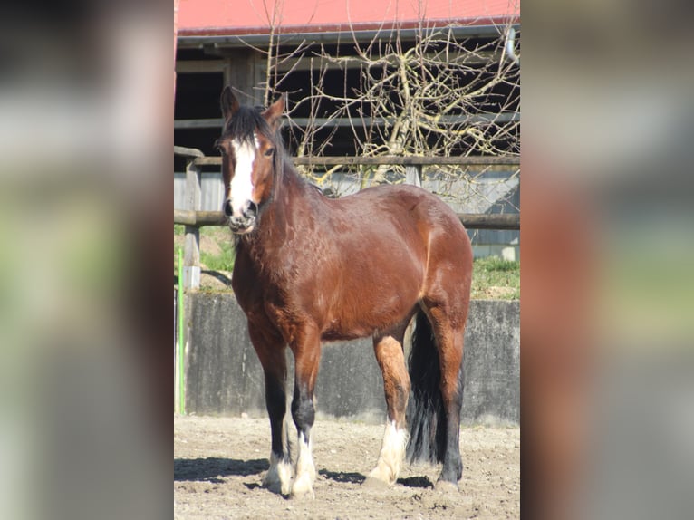 Weitere Ponys/Kleinpferde Stute 10 Jahre 145 cm Brauner in Gailingen am Hochrhein