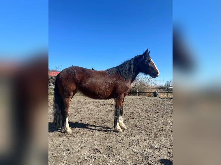 Weitere Ponys/Kleinpferde Stute 10 Jahre 145 cm Brauner in Gailingen am Hochrhein
