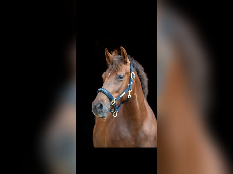 Weitere Ponys/Kleinpferde Stute 10 Jahre 147 cm Dunkelfuchs in MeckenheimMeckenheim