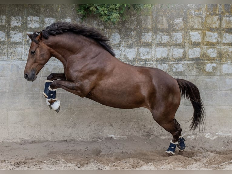 Weitere Ponys/Kleinpferde Stute 10 Jahre 147 cm Dunkelfuchs in MeckenheimMeckenheim