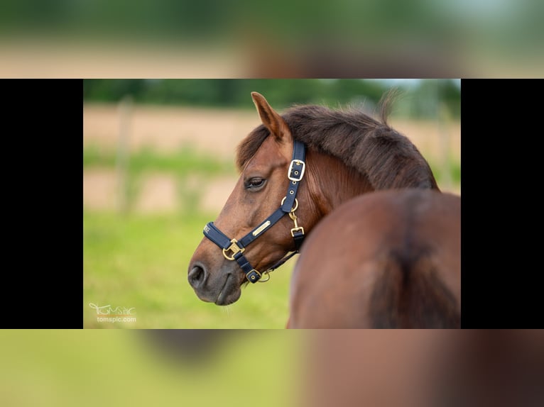 Weitere Ponys/Kleinpferde Stute 10 Jahre 147 cm Dunkelfuchs in MeckenheimMeckenheim