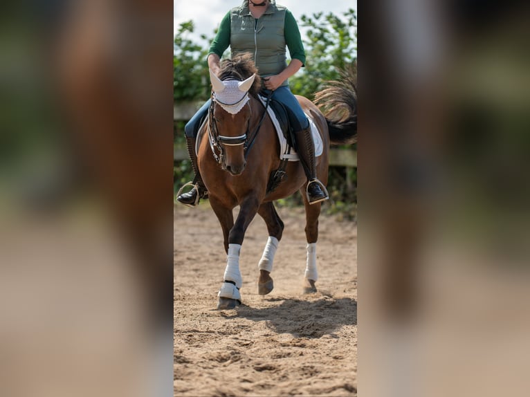 Weitere Ponys/Kleinpferde Stute 10 Jahre 147 cm Dunkelfuchs in MeckenheimMeckenheim