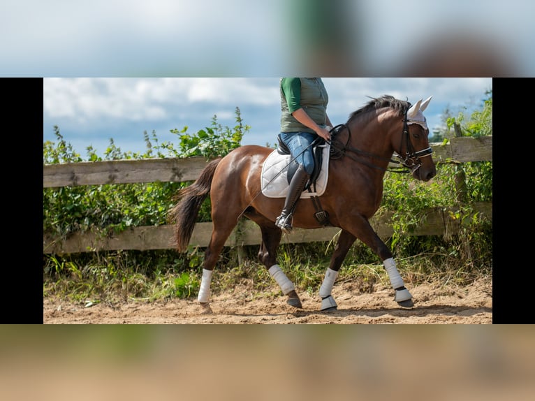 Weitere Ponys/Kleinpferde Stute 10 Jahre 147 cm Dunkelfuchs in MeckenheimMeckenheim