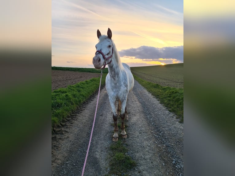Weitere Ponys/Kleinpferde Mix Stute 10 Jahre 148 cm Roan-Red in Zellingen
