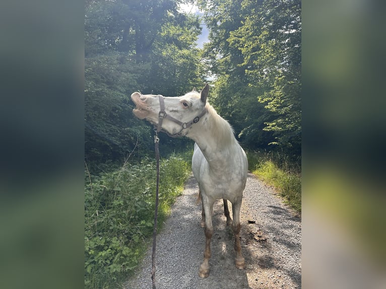 Weitere Ponys/Kleinpferde Mix Stute 10 Jahre 148 cm Roan-Red in Zellingen