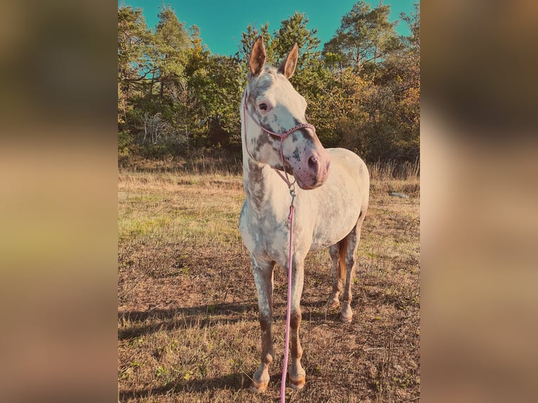 Weitere Ponys/Kleinpferde Mix Stute 10 Jahre 148 cm Roan-Red in Zellingen