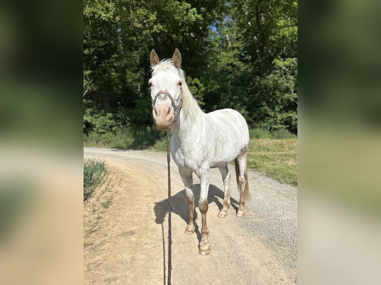 Weitere Ponys/Kleinpferde Mix Stute 10 Jahre 148 cm Roan-Red in Zellingen