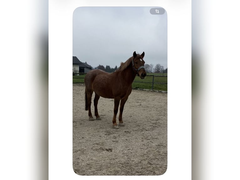 Weitere Ponys/Kleinpferde Mix Stute 10 Jahre 149 cm Fuchs in Gschwandt