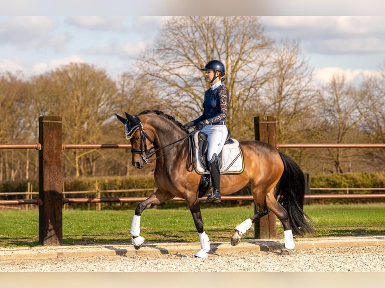 Weitere Ponys/Kleinpferde Stute 10 Jahre 155 cm Brauner in Oostwoud