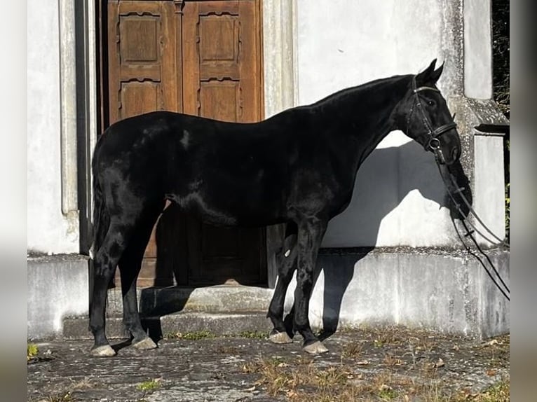 Weitere Ponys/Kleinpferde Stute 10 Jahre 170 cm Rappe in Wels