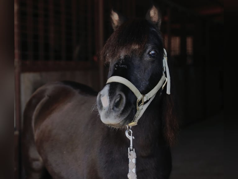 Weitere Ponys/Kleinpferde Stute 10 Jahre 94 cm Rappe in Mount Vernon