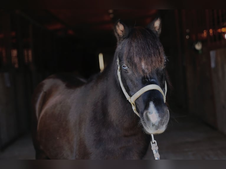 Weitere Ponys/Kleinpferde Stute 10 Jahre 94 cm Rappe in Mount Vernon