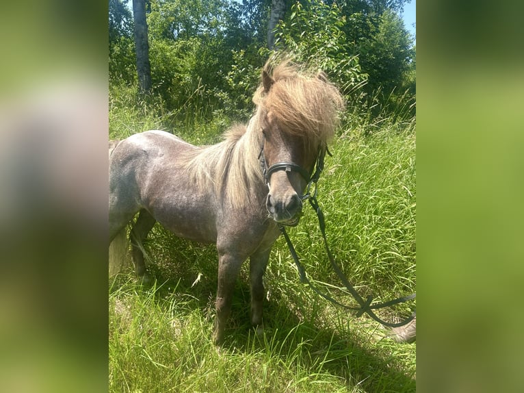 Weitere Ponys/Kleinpferde Stute 10 Jahre 95 cm Schecke in Pelmberg
