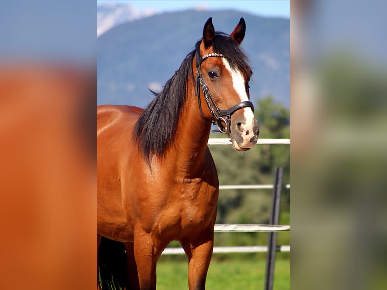 Weitere Ponys/Kleinpferde Stute 10 Jahre Brauner in Kirchbichl