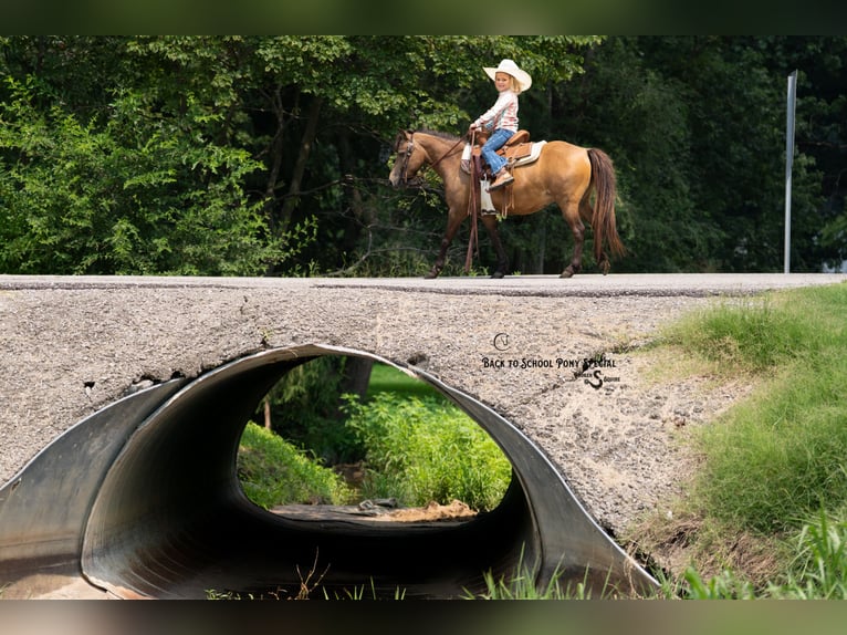 Weitere Ponys/Kleinpferde Stute 11 Jahre 102 cm Buckskin in Clover