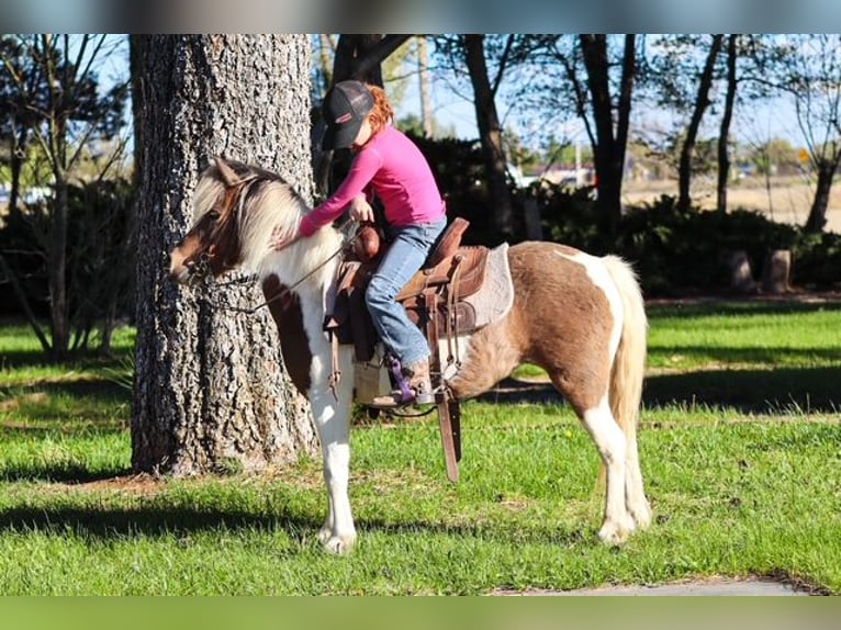 Weitere Ponys/Kleinpferde Stute 11 Jahre 117 cm Schecke in Edgewood