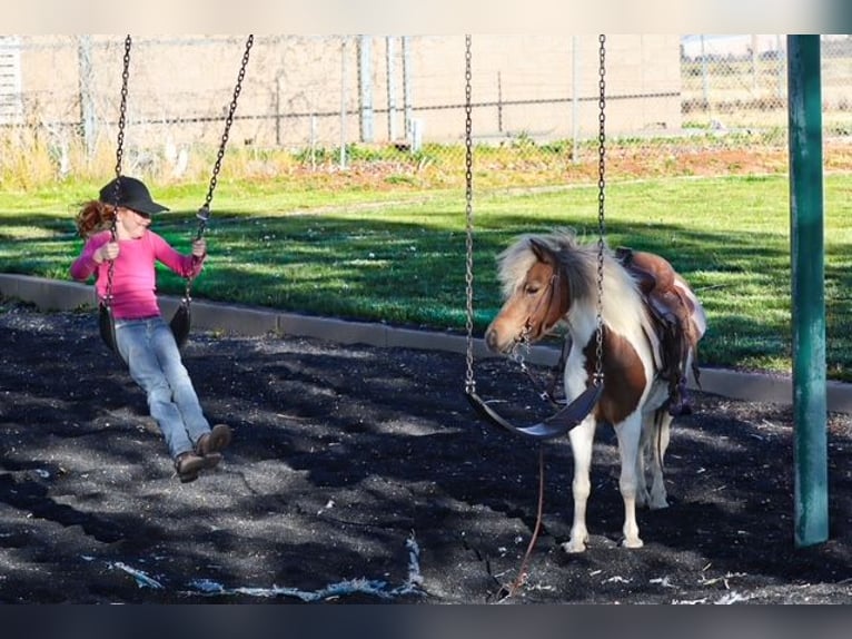 Weitere Ponys/Kleinpferde Stute 11 Jahre 117 cm Schecke in Edgewood
