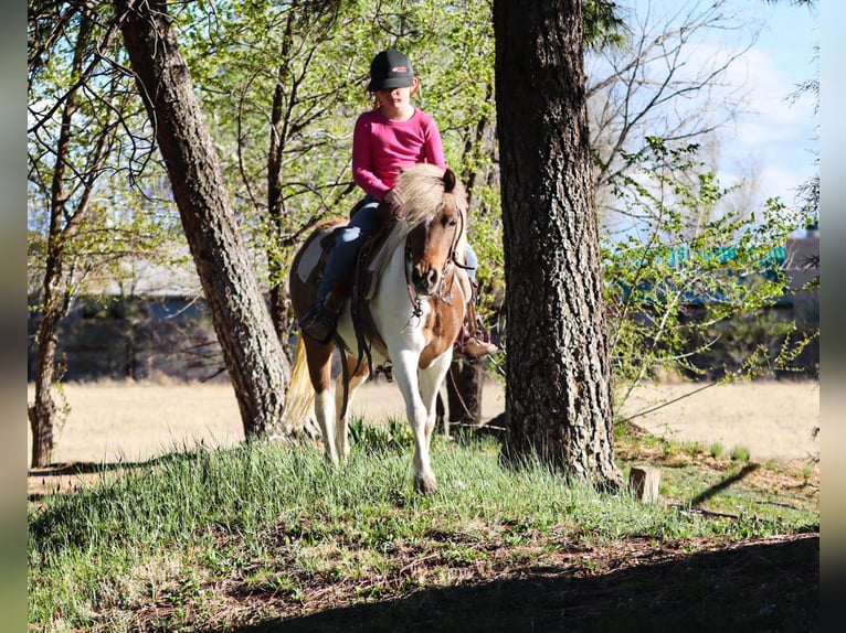 Weitere Ponys/Kleinpferde Stute 11 Jahre 117 cm Schecke in Edgewood