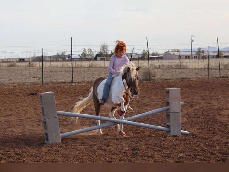 Weitere Ponys/Kleinpferde Stute 11 Jahre 117 cm Schecke in Edgewood