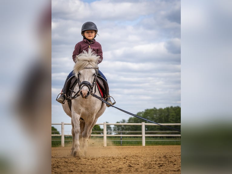 Weitere Ponys/Kleinpferde Stute 11 Jahre 117 cm Schimmel in Plattenburg