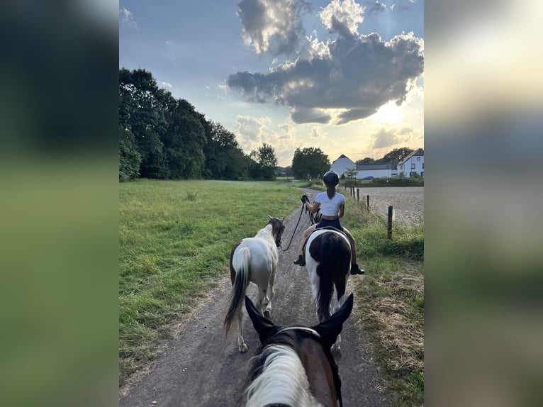Weitere Ponys/Kleinpferde Mix Stute 11 Jahre 125 cm Schecke in Kretz