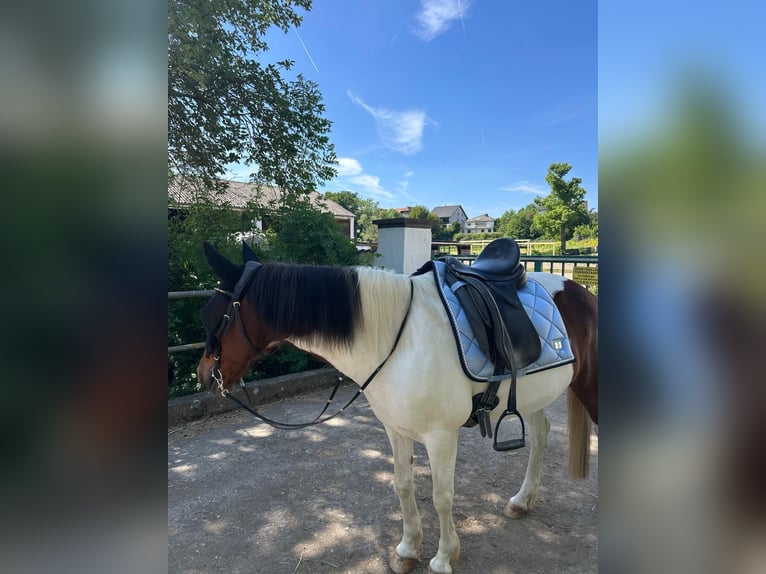 Weitere Ponys/Kleinpferde Mix Stute 11 Jahre 125 cm Schecke in Kretz