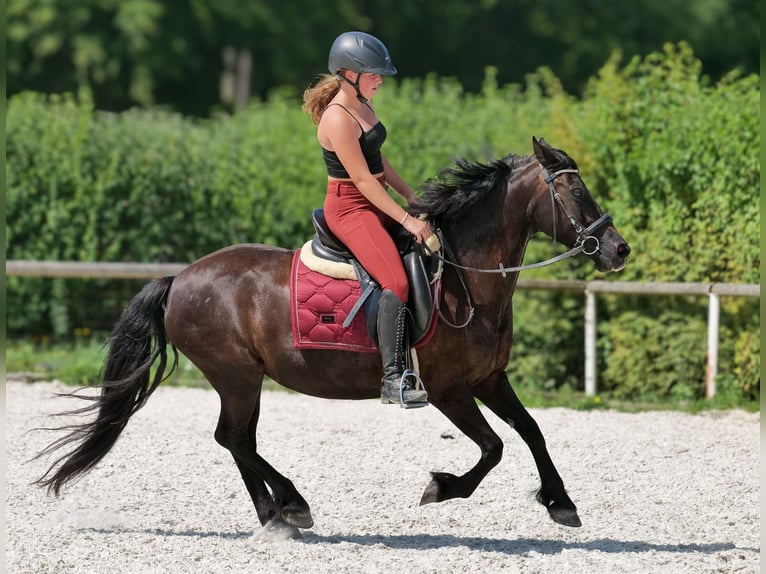 Weitere Ponys/Kleinpferde Stute 11 Jahre 135 cm Rappe in Neustadt (Wied)